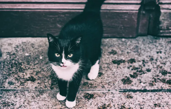 Eyes, cat, the sidewalk