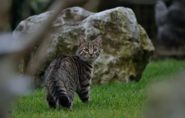 Picture grass, cat, look, Koshak, Tomcat