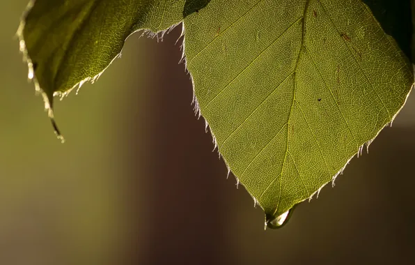 Picture leaves, nature, drop