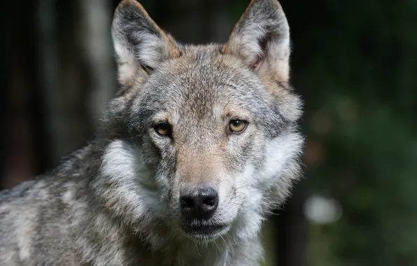 Nature, snow, predator, face, animal, wolf, wildlife, portrait