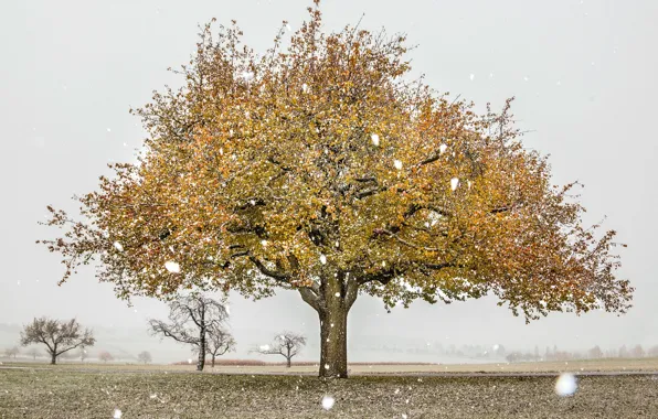 Picture field, autumn, snow, tree