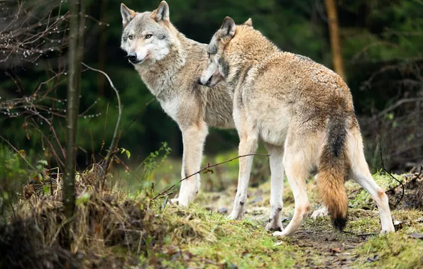 Predator, wolf, portrait, portrait., Canis lupus. face