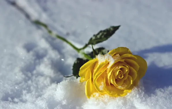 Snow, nature, rose