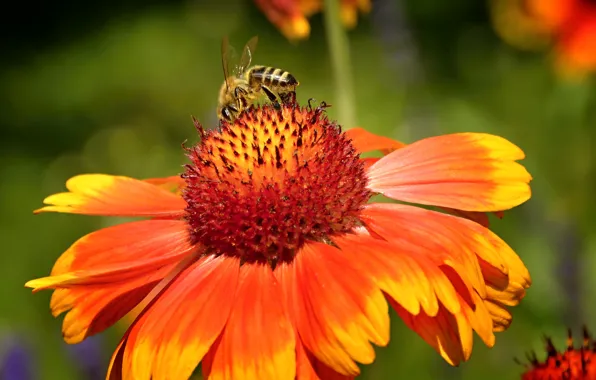 Picture Macro, Flower, Macro, Wasp, OSA, Orange flower