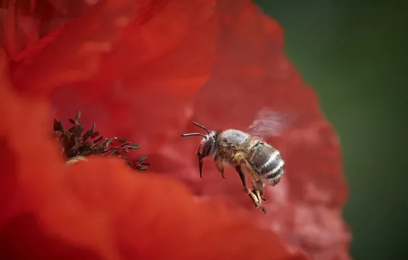 Flower, nature, bee