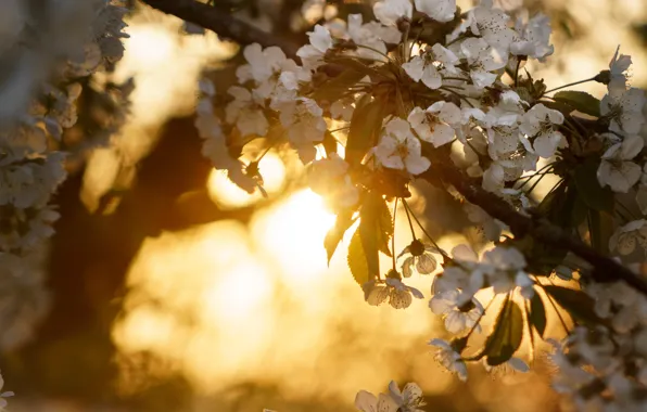 The sun, light, flowers, background, mood, branch, spring, white