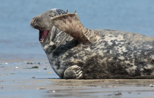 Picture shore, seal, laughter, last