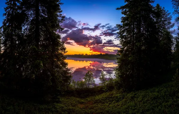 Picture forest, sunset, lake