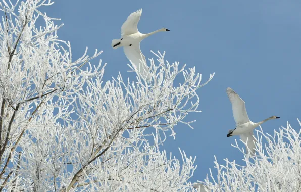 Winter, nature, swans