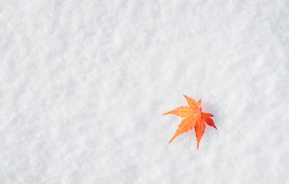 Winter, autumn, leaves, snow, maple, winter, background, autumn