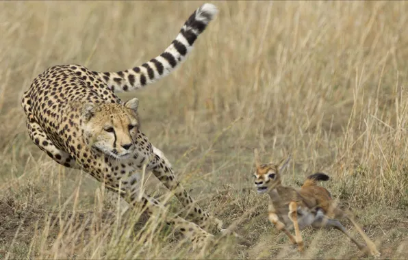 Oops, two, Animals, Cheetah, diar