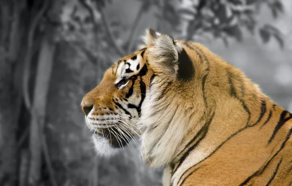 Nature, beast, Amur Tiger