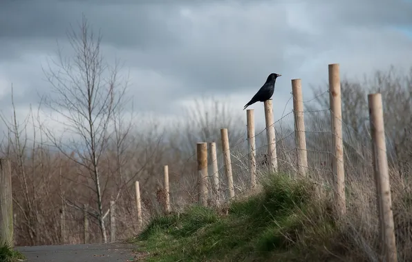 Road, bird, the fence