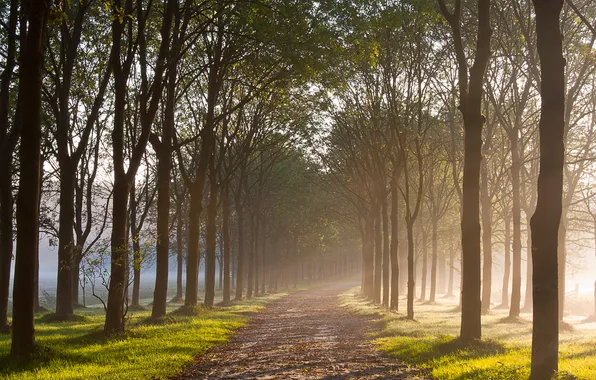 Road, autumn, nature, Rosa, morning, alley