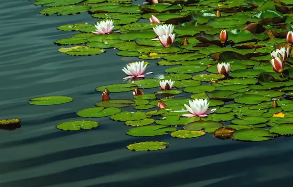 Water, pond, water lilies, nymphs, water lilies