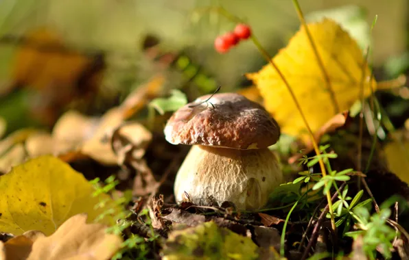 Autumn, forest, leaves, nature, mushrooms, white mushroom, delicious