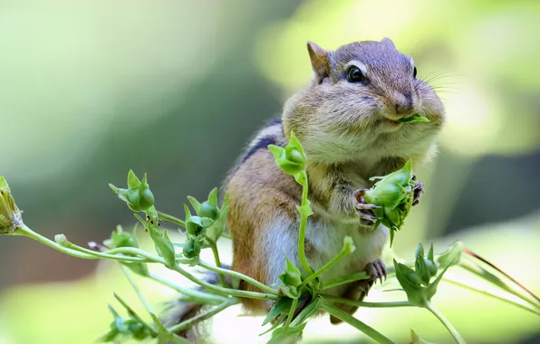 Picture Chipmunk, bokeh, rodent