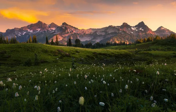 Greens, forest, summer, the sky, sunset, flowers, mountains, tops