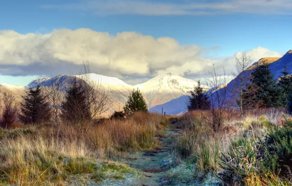 Picture frost, grass, trees, mountains, tops, ate, snow, freezing