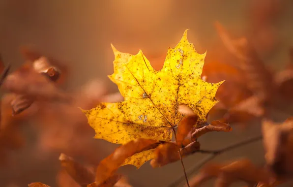 Autumn, leaves, light, yellow, sheet, background, foliage, leaf