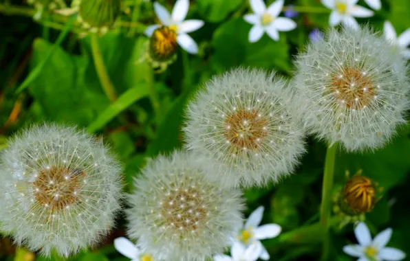 Picture Macro, Nature, Dandelions, Nature, Macro, Dandelions