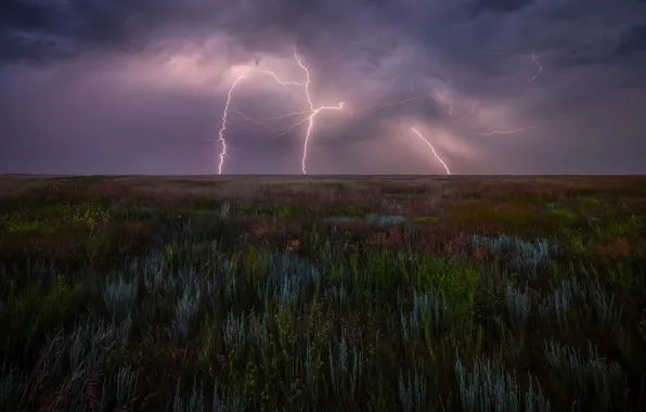 The storm, field, the sky, grass, clouds, vegetation, lightning, plants