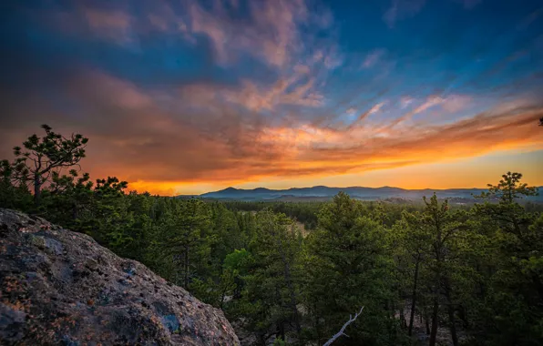 Forest, trees, sunset, Colorado, Colorado, National forest Roosevelt, Roosevelt National Forest