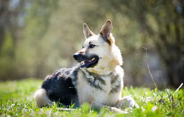 Look, each, dog