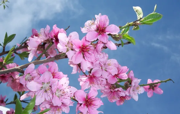 The sky, flowers, branch, flowering, peach, mamala ©