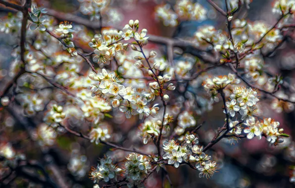 Branches, spring, flowering, spring blossom