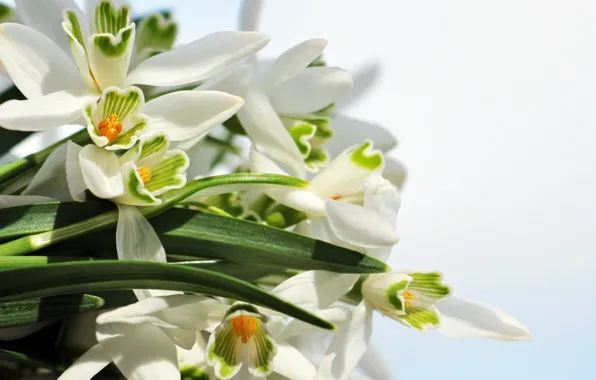 Picture flowers, spring, snowdrops