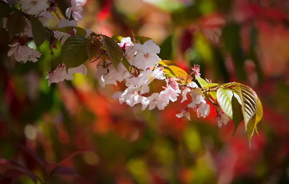 Leaves, light, flowers, cherry, branch, spring, garden, white