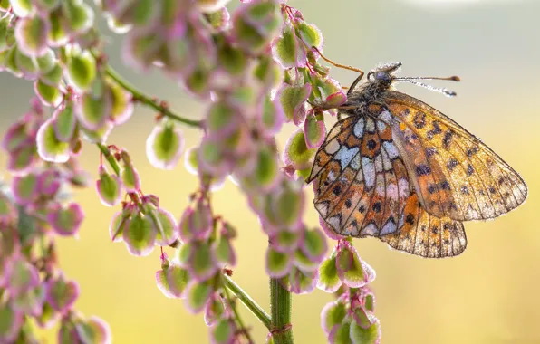 Flower, nature, butterfly