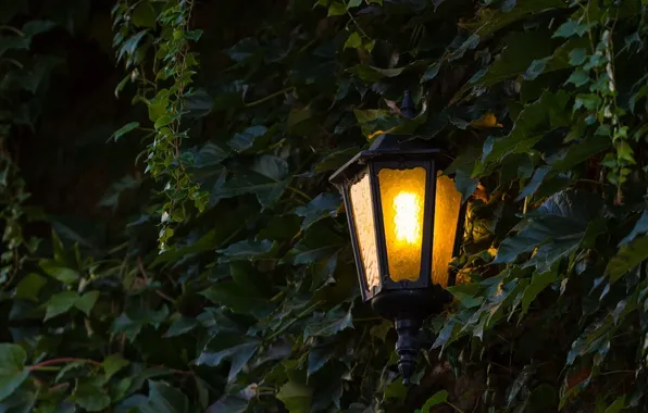 Picture light, foliage, lantern, shadows