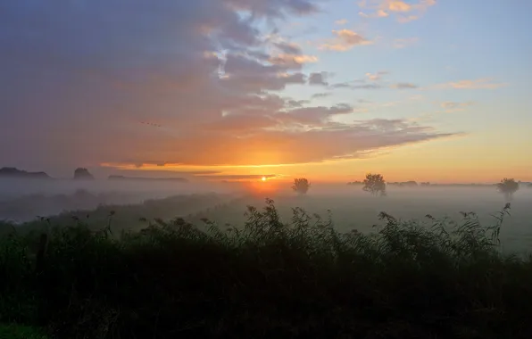 Field, autumn, fog, morning