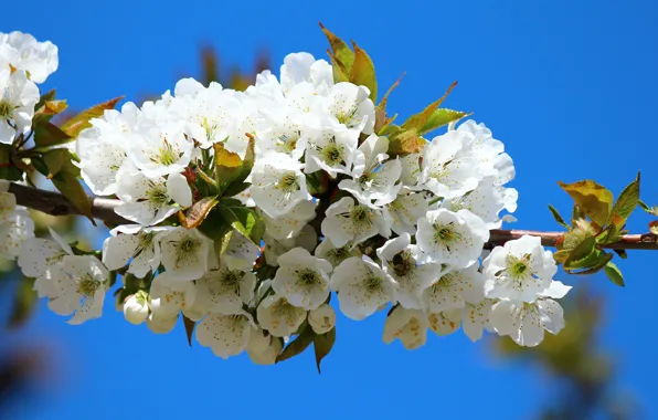 Picture white, trees, flowers, branches, blooming