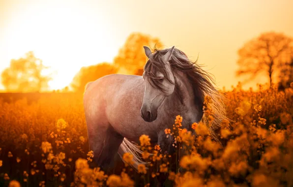 Field, summer, the sky, face, light, trees, flowers, nature