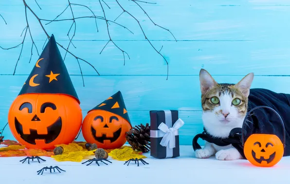 Autumn, cat, cat, look, pose, pumpkin, pumpkin, Halloween