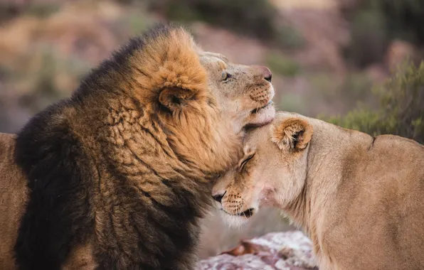 Picture love, lions, animal, Africa, big cats, liones, India.