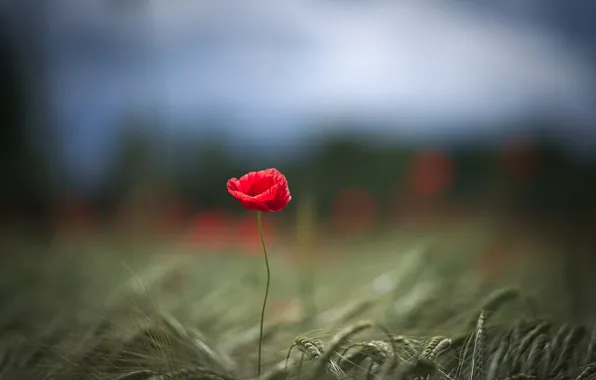 Field, flower, macro, red, one, focus, petals, Mac