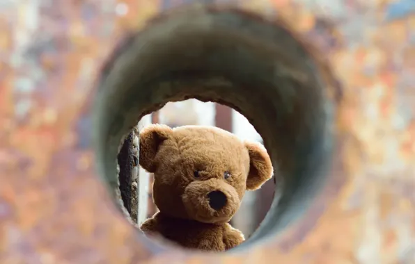 Background, toy, bear