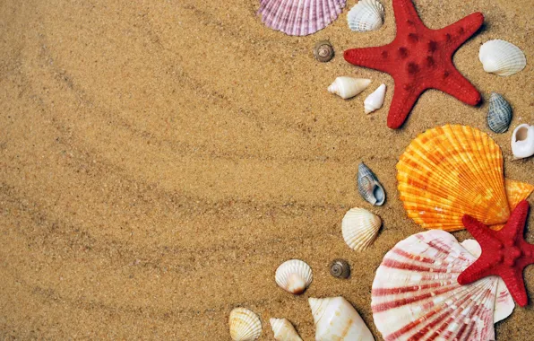 Picture sand, sink, scallop, shell, starfish