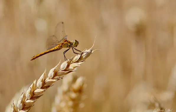 Macro, nature, dragonfly, spike