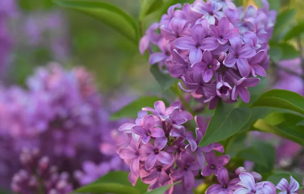 Picture leaves, macro, lilac, bunches, bokeh