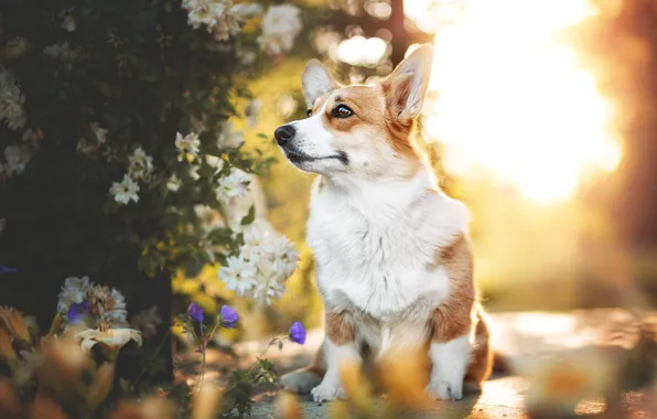 Summer, look, the sun, light, flowers, nature, pose, Bush