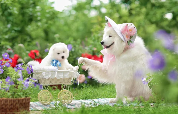 Picture dogs, flowers, stroller, puppy, hat, walk, family portrait