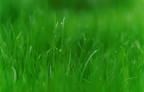 Greens, grass, nature, photo