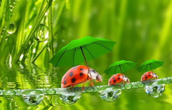 Water, droplets, umbrellas, ladybugs, a blade of grass, grass