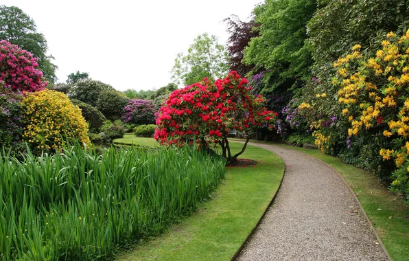 Picture trees, flowers, pond, lawn, garden, track, UK, the bushes