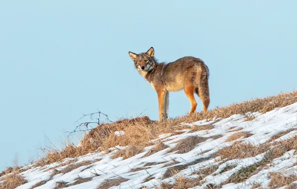 Winter, grass, snow, nature, wolf, slope, hill, blue sky